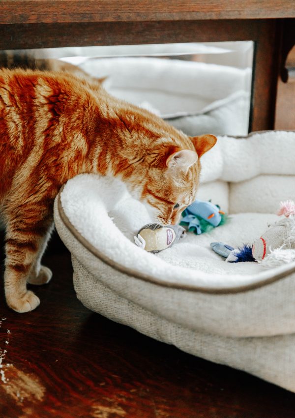 Cat sniffing cat toys in cat bed