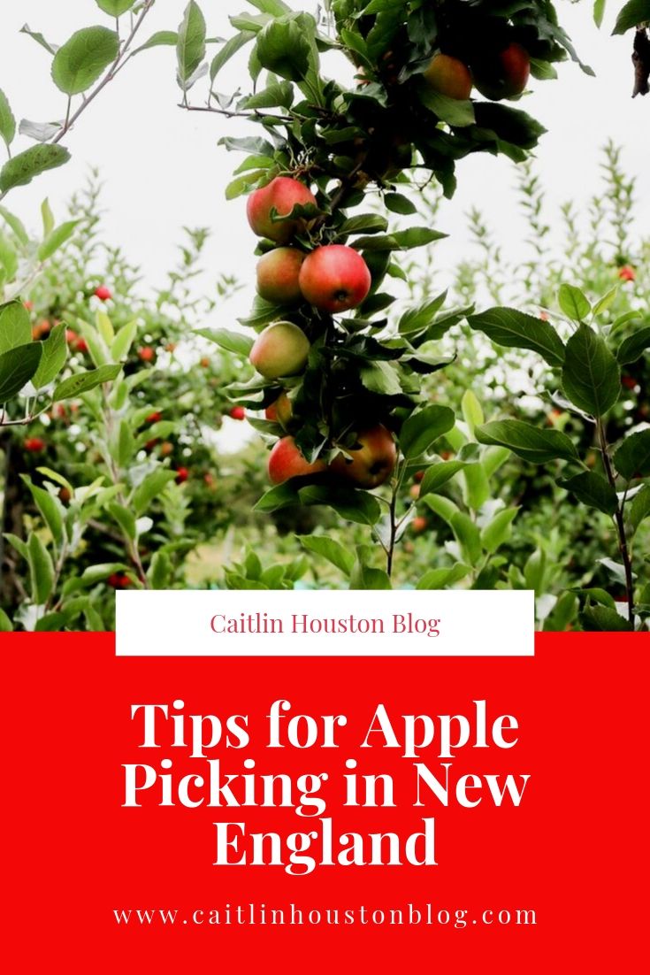 Tips for Apple Picking in New England by Caitlin Houston