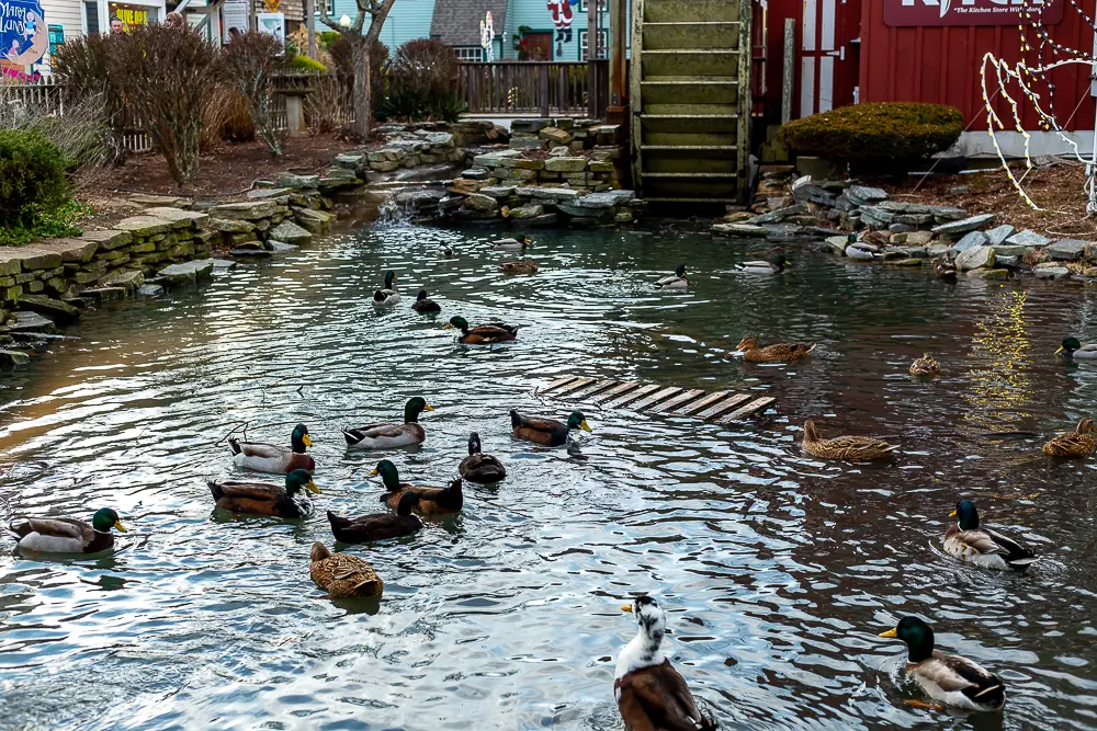 ducks at Olde Mistick Village